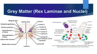 Grey Matter (Rex Laminae and Nuclei)
Intermediate Zone
 