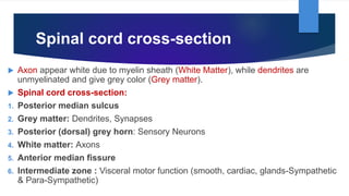 Spinal cord cross-section
 Axon appear white due to myelin sheath (White Matter), while dendrites are
unmyelinated and give grey color (Grey matter).
 Spinal cord cross-section:
1. Posterior median sulcus
2. Grey matter: Dendrites, Synapses
3. Posterior (dorsal) grey horn: Sensory Neurons
4. White matter: Axons
5. Anterior median fissure
6. Intermediate zone : Visceral motor function (smooth, cardiac, glands-Sympathetic
& Para-Sympathetic)
 