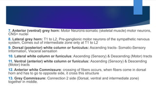 7. Anterior (ventral) grey horn: Motor Neurons-somatic (skeletal muscle) motor neurons,
CNS= nuclei
8. Lateral grey horn: T1 to L2, Pre-ganglionic motor neurons of the sympathetic nervous
system, Comes out of intermediate zone only at T1 to L2
9. Dorsal (posterior) white column or funiculus: Ascending tracts- Somatic-Sensory
Information, Visceral sensation
10. Lateral white column or funiculus: Ascending (Sensory) & Descending (Motor) tracts
11. Ventral (anterior) white column or funiculus: Ascending (Sensory) & Descending
(Motor) tracts
12. Anterior white Commissure: crossing of fibers occurs, when fibers come in dorsal
horn and has to go to opposite side, it cross this structure
13. Grey Commissure: Connection 2 side (Dorsal, ventral and intermediate zone)
together in middle.
 