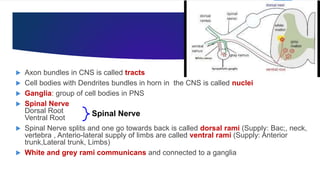  Axon bundles in CNS is called tracts
 Cell bodies with Dendrites bundles in horn in the CNS is called nuclei
 Ganglia: group of cell bodies in PNS
 Spinal Nerve
Dorsal Root
Ventral Root
 Spinal Nerve splits and one go towards back is called dorsal rami (Supply: Bac;, neck,
vertebra , Anterio-lateral supply of limbs are called ventral rami (Supply: Anterior
trunk,Lateral trunk, Limbs)
 White and grey rami communicans and connected to a ganglia
Spinal Nerve
 