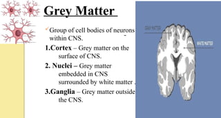 Grey Matter
Group of cell bodies of neurons
within CNS.
1.Cortex – Grey matter on the
surface of CNS.
2. Nuclei – Grey matter
embedded in CNS
surrounded by white matter .
3.Ganglia – Grey matter outside
the CNS.
 
