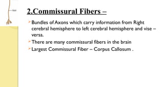 2.Commissural Fibers –
Bundles of Axons which carry information from Right
cerebral hemisphere to left cerebral hemisphere and vise –
versa.
There are many commissural fibers in the brain
Largest Commissural Fiber – Corpus Callosum .
 
