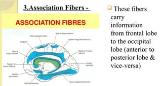 3.Association Fibers -  These fibers
carry
information
from frontal lobe
to the occipital
lobe (anterior to
posterior lobe &
vice-versa)
 