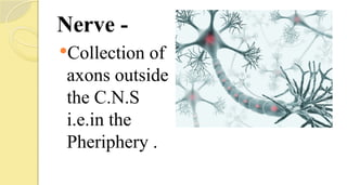 Nerve -
Collection of
axons outside
the C.N.S
i.e.in the
Pheriphery .
 