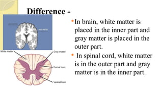 Difference -
In brain, white matter is
placed in the inner part and
gray matter is placed in the
outer part.
 In spinal cord, white matter
is in the outer part and gray
matter is in the inner part.
 