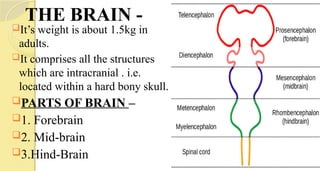 THE BRAIN -
It’s weight is about 1.5kg in
adults.
It comprises all the structures
which are intracranial . i.e.
located within a hard bony skull.
PARTS OF BRAIN –
1. Forebrain
2. Mid-brain
3.Hind-Brain
 