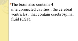 The brain also contains 4
interconnected cavities , the cerebral
ventricles , that contain cerebrospinal
fluid (CSF).
 