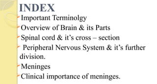 INDEX
Important Terminolgy
Overview of Brain & its Parts
Spinal cord & it’s cross – section
 Peripheral Nervous System & it’s further
division.
Meninges
Clinical importance of meninges.
 