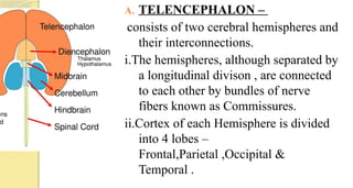 A. TELENCEPHALON –
consists of two cerebral hemispheres and
their interconnections.
i.The hemispheres, although separated by
a longitudinal divison , are connected
to each other by bundles of nerve
fibers known as Commissures.
ii.Cortex of each Hemisphere is divided
into 4 lobes –
Frontal,Parietal ,Occipital &
Temporal .
 