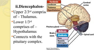 ii.Diencephalon-
Upper 2/3rd
comprises
of – Thalamus.
Lower 1/3rd
comprises of –
Hypothalamus
Connects with the
pituitary complex.
 