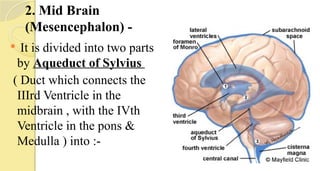 2. Mid Brain
(Mesencephalon) -
 It is divided into two parts
by Aqueduct of Sylvius
( Duct which connects the
IIIrd Ventricle in the
midbrain , with the IVth
Ventricle in the pons &
Medulla ) into :-
 
