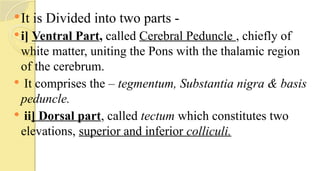 It is Divided into two parts -
i] Ventral Part, called Cerebral Peduncle , chiefly of
white matter, uniting the Pons with the thalamic region
of the cerebrum.
 It comprises the – tegmentum, Substantia nigra & basis
peduncle.
 ii] Dorsal part, called tectum which constitutes two
elevations, superior and inferior colliculi.
 