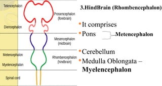 3.HindBrain (Rhombencephalon)
It comprises
Pons Metencephalon
Cerebellum
Medulla Oblongata –
Myelencephalon
 