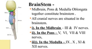 BrainStem -
Midbrain, Pons & Medulla Oblongata
together constitute brainstem .
All cranial nerves are situated in the
brainstem.
i). In the Midbrain – III & IV nerves.
ii). In the Pons – V, VI, VII & VIII
nerves,
iii)). In the Medulla – IX , X , XI &
XII nerves.
 
