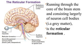 Running through the
core of the brain stem
and consisting largerly
of neuron cell bodies
(i.e.grey matter),
is the reticular
formation .

 