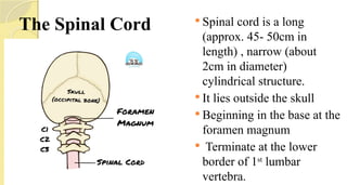 The Spinal Cord  Spinal cord is a long
(approx. 45- 50cm in
length) , narrow (about
2cm in diameter)
cylindrical structure.
 It lies outside the skull
 Beginning in the base at the
foramen magnum
 Terminate at the lower
border of 1st
lumbar
vertebra.
 