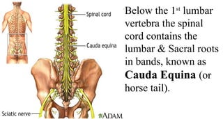 Below the 1st
lumbar
vertebra the spinal
cord contains the
lumbar & Sacral roots
in bands, known as
Cauda Equina (or
horse tail).
 
