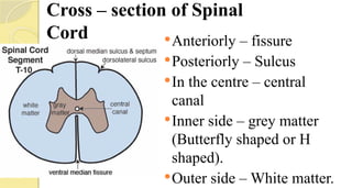 Cross – section of Spinal
Cord Anteriorly – fissure
Posteriorly – Sulcus
In the centre – central
canal
Inner side – grey matter
(Butterfly shaped or H
shaped).
Outer side – White matter.
 