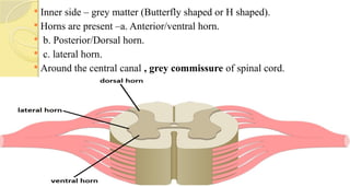  Inner side – grey matter (Butterfly shaped or H shaped).
 Horns are present –a. Anterior/ventral horn.
 b. Posterior/Dorsal horn.
 c. lateral horn.
 Around the central canal , grey commissure of spinal cord.
 