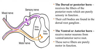  The Dorsal or posterior horn –
receives the fibers of the
posterior roots which are purely
sensory in function .
 Their cell bodies are found in the
dorsal root ganglion .
 The Ventral or Anterior horn –
receive motor neurons from
ventral/anterior nerve root.
 These nerve fibers are purely
motor in function.
 