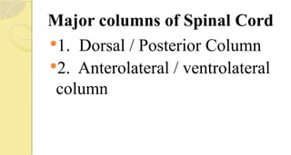 Major columns of Spinal Cord
1. Dorsal / Posterior Column
2. Anterolateral / ventrolateral
column
 