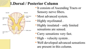 1.Dorsal / Posterior Column
 It consists of Ascending Tracts or
Sensory nerve fibers.
 Most advanced system.
 Highly myelinated .
 Highly insulated – only limited
sensations are sensed.
 Carry sensations very fast.
 High – velocity system .
 Well developed advanced sensations
are present in this column.
 