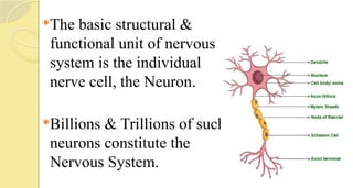 The basic structural &
functional unit of nervous
system is the individual
nerve cell, the Neuron.
Billions & Trillions of such
neurons constitute the
Nervous System.
 