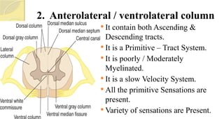 2. Anterolateral / ventrolateral column
 It contain both Ascending &
Descending tracts.
 It is a Primitive – Tract System.
 It is poorly / Moderately
Myelinated.
 It is a slow Velocity System.
 All the primitive Sensations are
present.
 Variety of sensations are Present.
 