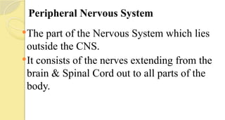 Peripheral Nervous System
The part of the Nervous System which lies
outside the CNS.
It consists of the nerves extending from the
brain & Spinal Cord out to all parts of the
body.
 