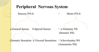 Peripheral Nervous System
 Sensory P.N.S.
a.General Senses b.Special Senses
i.Somatic Sensation ii.Visceral Sensations
 Motor P.N.S
 a.Voluntary NS
(Somatic NS)
 b.Involunatry NS
(Autonomic NS)
 