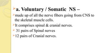 a. Voluntary / Somatic NS –
made up of all the nerve fibers going from CNS to
the skeletal muscle cells.
It comprises spinal & cranial nerves.
 31 pairs of Spinal nerves
12 pairs of Cranial nerves.
 