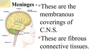 Meninges -These are the
membranous
coverings of
C.N.S.
These are fibrous
connective tissues.
 