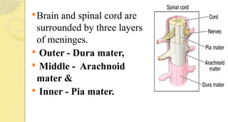 Brain and spinal cord are
surrounded by three layers
of meninges.
 Outer - Dura mater,
 Middle - Arachnoid
mater &
 Inner - Pia mater.
 