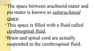 The space between arachnoid mater and
pia mater is known as subarachnoid
space.
This space is filled with a fluid called
cerebrospinal fluid.
Brain and spinal cord are actually
suspended in the cerebrospinal fluid.
 