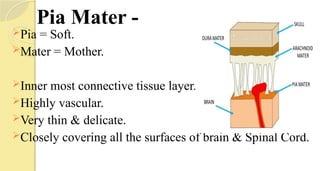 Pia Mater -
Pia = Soft.
Mater = Mother.
Inner most connective tissue layer.
Highly vascular.
Very thin & delicate.
Closely covering all the surfaces of brain & Spinal Cord.
 