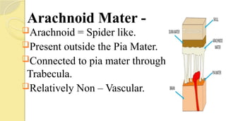 Arachnoid Mater -
Arachnoid = Spider like.
Present outside the Pia Mater.
Connected to pia mater through
Trabecula.
Relatively Non – Vascular.
 