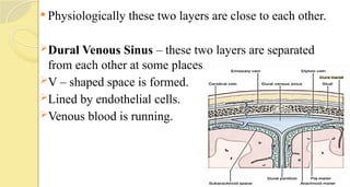  Physiologically these two layers are close to each other.
Dural Venous Sinus – these two layers are separated
from each other at some places.
V – shaped space is formed.
Lined by endothelial cells.
Venous blood is running.
 