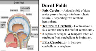 Dural Folds
 Falx Cerebri – A double fold of dura
mater passes through interhemispheric
fissure. - Separating two cerebral
hemisphere.
 Tentorium Cerebelli – Continuation of
falx cerebri above the roof of cerebellum .
 It separates occipital & temporal lobes of
cerebrum from cerebellum & Brainstem.
 Falx Cerebelli – in between
cerebellum hemisphere.
 