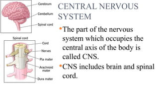 CENTRAL NERVOUS
SYSTEM
The part of the nervous
system which occupies the
central axis of the body is
called CNS.
CNS includes brain and spinal
cord.
 