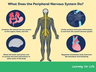Comprehensive Overview of the Human Nervous System and Its Functions | PPT