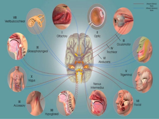 Nervous system part 2 Nervous system part 2