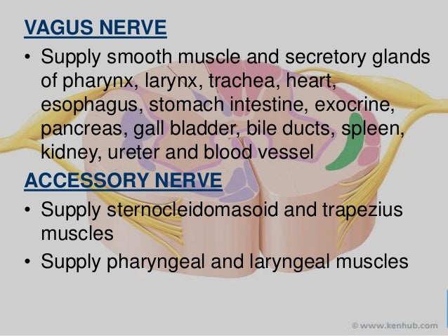 Nervous system part 2 Nervous system part 2