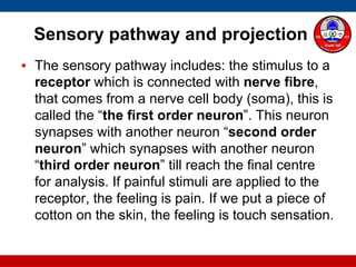 Sensory pathway and projection
• The sensory pathway includes: the stimulus to a
receptor which is connected with nerve fibre,
that comes from a nerve cell body (soma), this is
called the “the first order neuron”. This neuron
synapses with another neuron “second order
neuron” which synapses with another neuron
“third order neuron” till reach the final centre
for analysis. If painful stimuli are applied to the
receptor, the feeling is pain. If we put a piece of
cotton on the skin, the feeling is touch sensation.
 