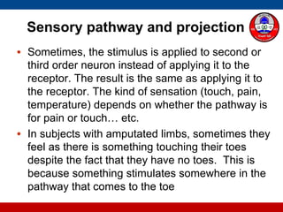 Sensory pathway and projection
• Sometimes, the stimulus is applied to second or
third order neuron instead of applying it to the
receptor. The result is the same as applying it to
the receptor. The kind of sensation (touch, pain,
temperature) depends on whether the pathway is
for pain or touch… etc.
• In subjects with amputated limbs, sometimes they
feel as there is something touching their toes
despite the fact that they have no toes. This is
because something stimulates somewhere in the
pathway that comes to the toe
 