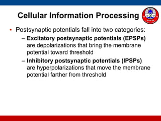 Cellular Information Processing
• Postsynaptic potentials fall into two categories:
– Excitatory postsynaptic potentials (EPSPs)
are depolarizations that bring the membrane
potential toward threshold
– Inhibitory postsynaptic potentials (IPSPs)
are hyperpolarizations that move the membrane
potential farther from threshold
 