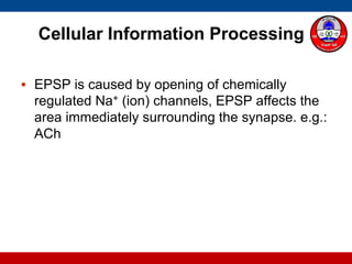 Cellular Information Processing
• EPSP is caused by opening of chemically
regulated Na+ (ion) channels, EPSP affects the
area immediately surrounding the synapse. e.g.:
ACh
 
