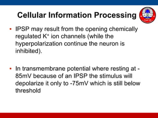 Cellular Information Processing
• IPSP may result from the opening chemically
regulated K+ ion channels (while the
hyperpolarization continue the neuron is
inhibited).
• In transmembrane potential where resting at -
85mV because of an IPSP the stimulus will
depolarize it only to -75mV which is still below
threshold
 