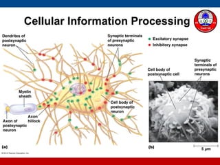 Cellular Information Processing
 