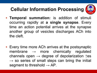 Cellular Information Processing
• Temporal summation: is addition of stimuli
occurring rapidly at a single synapse. Every
time an action potential arrives at the synapse
another group of vesicles discharges ACh into
the cleft.
• Every time more ACh arrives at the postsynaptic
membrane → more chemically regulated
channels open → degree of depolarization ↑es
→ so series of small steps can bring the initial
segment to threshold → AP.
 