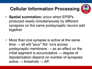 Cellular Information Processing
• Spatial summation: occur when EPSPs
produced nearly simultaneously by different
synapses on the same postsynaptic neuron add
together
• More than one synapse is active at the same
time → all will "pour" Na+ ions across
postsynaptic membrane → as an effect on the
initial segment is accumulative → degree of
depolarization depend on number of synapses
active → threshold → AP.
 